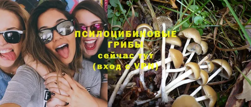 Галлюциногенные грибы Magic Shrooms  что такое   Красногорск 